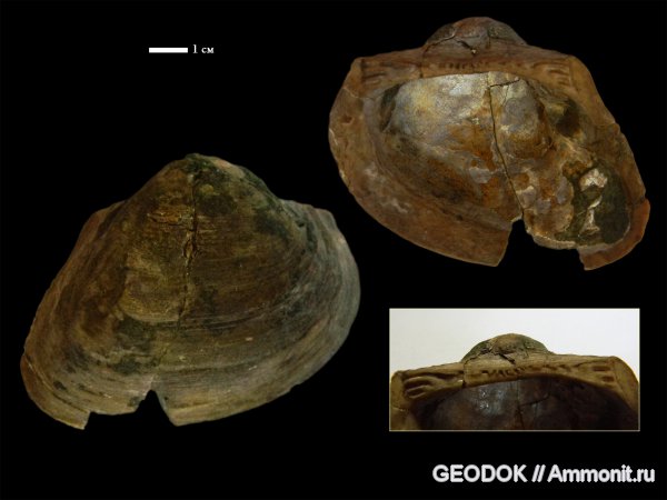 мел, двустворчатые моллюски, апт, Cucullaeidae, Cucullaea, Aptian, Cretaceous