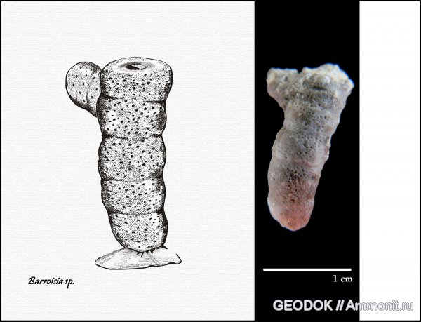 мел, губки, берриас, Porifera, Barroisia, Berriasian, Cretaceous