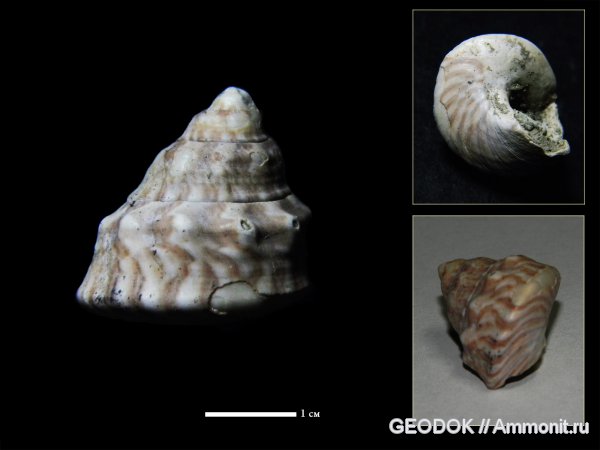 гастроподы, неоген, прижизненная окраска, Gastropoda, Trochidae, Trochus