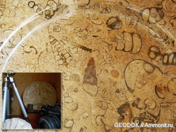 гастроподы, мезозой