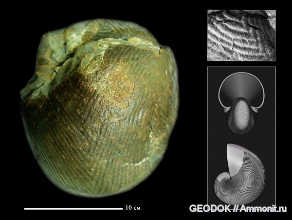 мел, баррем, Nautiloidea, Eucymatoceras, Cymatoceratidae, Barremian, Cretaceous