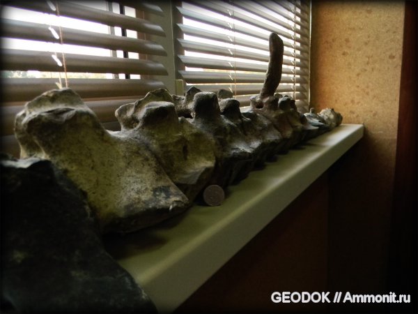 неоген, миоцен, Cetotherium, сармат, Cetacea, Cetotheriidae