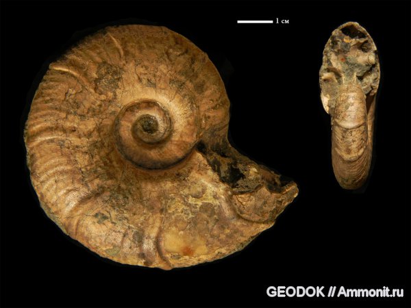 мел, апт, Ammonoidea, Zuercherella, аммоноидеи, Desmoceratidae, Beudanticeratinae, Aptian, Cretaceous