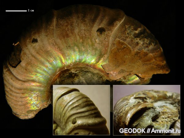 мел, апт, Ammonoidea, Zuercherella, аммоноидеи, Desmoceratidae, Beudanticeratinae, Aptian, Cretaceous