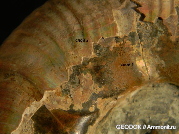 мел, апт, Ammonoidea, Zuercherella, аммоноидеи, Desmoceratidae, Beudanticeratinae, Aptian, Cretaceous