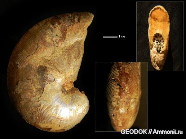 мел, апт, Phylloceratidae, Phylloceratinae, Aptian, Cretaceous