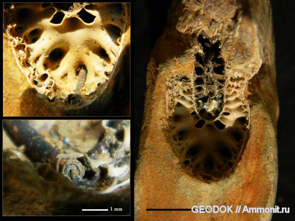 мел, апт, Phylloceratidae, Phylloceratinae, Aptian, Cretaceous