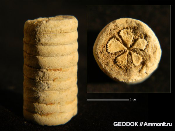 морские лилии, мел, Crinoidea, Cretaceous