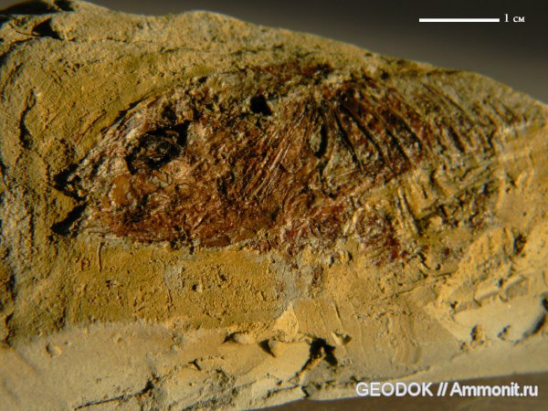 неоген, рыбы, Sarmatella, сармат, fish