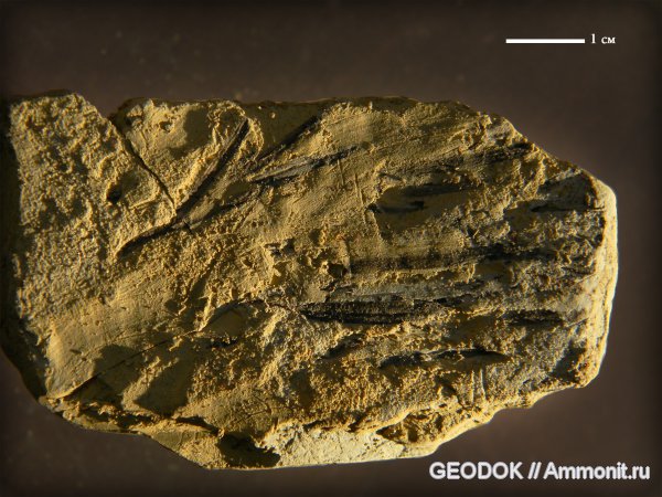 неоген, миоцен, голосеменные, высшие растения, Abies, сармат