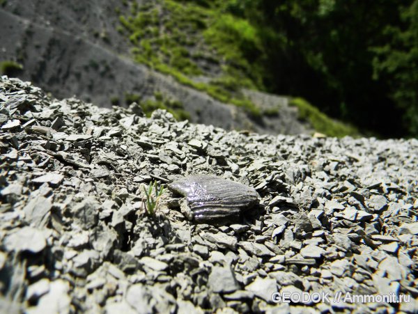 юра, аптихи, титон, Ammonoidea, аммоноидеи, Aptychi, Tithonian, Jurassic