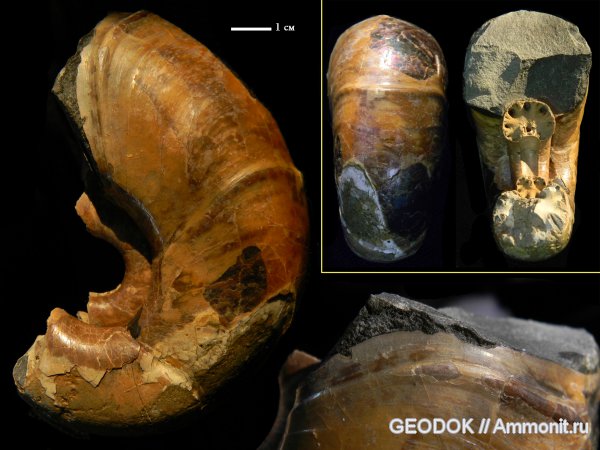 аммониты, мел, апт, Desmoceras, Ammonites, Desmoceratidae, Desmoceratinae, Aptian, Cretaceous