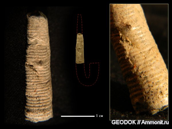 аммониты, мел, гетероморфные аммониты, апт, Ammonites, Hamulina, Aptian, Cretaceous, heteromorph ammonites