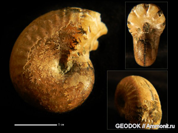 мел, апт, Ammonoidea, аммоноидеи, Phylloceratidae, Phyllopachyceras, Aptian, Cretaceous