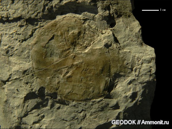 мел, берриас, Oppeliidae, Streblites, Substreblites, Berriasian, Cretaceous