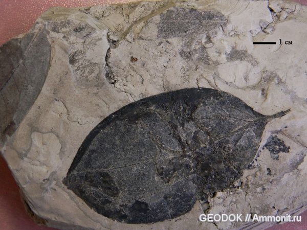 неоген, растения, миоцен, высшие растения, Cinamomom