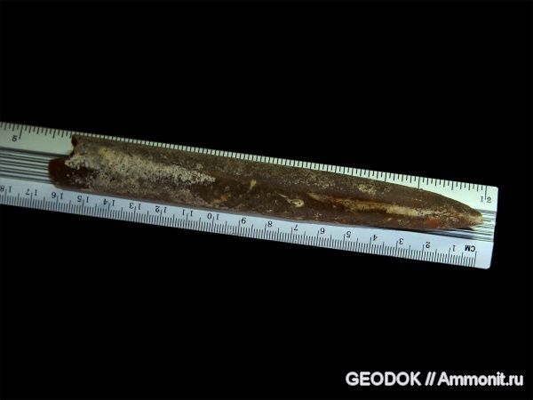 белемниты, юра, головоногие моллюски, Cylindroteuthis, Jurassic, belemnites