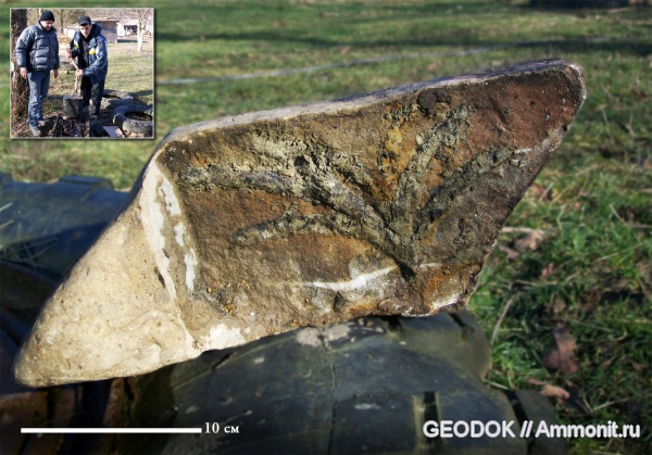 мел, ихнофоссилии, Cretaceous