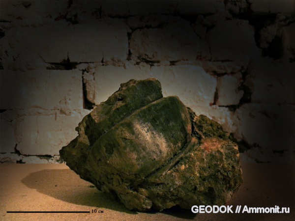 девон, Devonian, каламиты, членистостебельные, высшие растения, Calamophyton