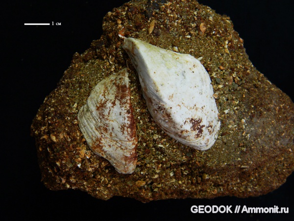 неоген, миоцен, двустворчатые моллюски, Congeria, понт, Dreissenidae