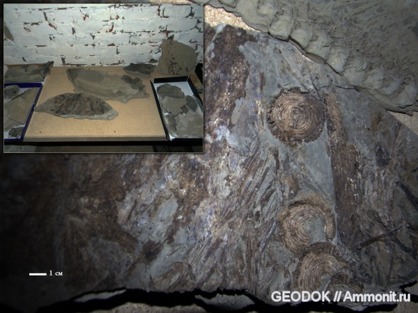 палеоген, рыбы, олигоцен, Lyrolepis, fish