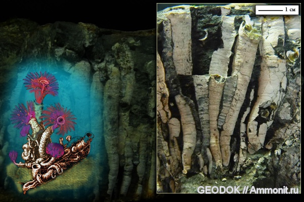 мел, апт, Serpulidae, полихеты, Ditrupula, серпулиды, Aptian, Cretaceous