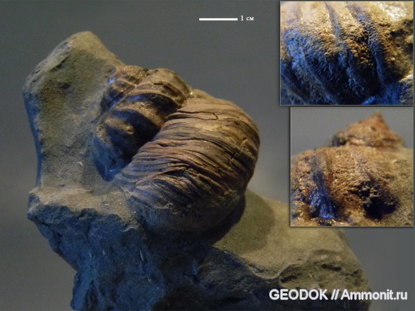 неоген, мшанки, миоцен, брюхоногие моллюски, сармат, Gastropoda, Barbotella, Turbinidae