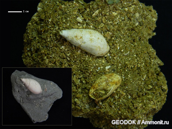 неоген, миоцен, брюхоногие моллюски, понт, Melanopsis, Melanopsidae