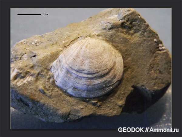 неоген, миоцен, двустворчатые моллюски, Cardiidae, Phyllocardium