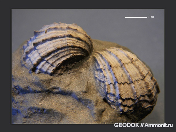 неоген, миоцен, двустворчатые моллюски, Cardiidae, понт, Caladacna