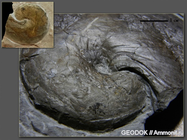 аммониты, мел, головоногие моллюски, валанжин, Ammonites, Leiophylloceras, Valanginian, Cretaceous