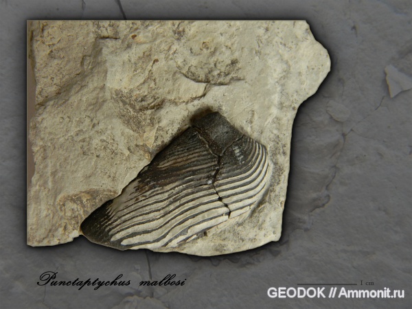мел, берриас, аптихи, Ammonoidea, аммоноидеи, Punctaptychus, Aptychi, Berriasian, Cretaceous