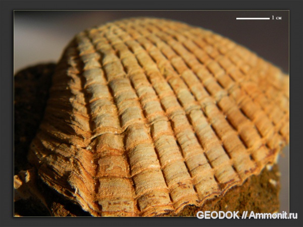 неоген, двустворчатые моллюски, плиоцен, Cardiidae, didacna