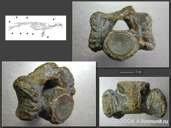 неоген, позвоночные, млекопитающие, миоцен, позвонки, Phoca, сармат, тюлени, Pinnipedia, Phocidae