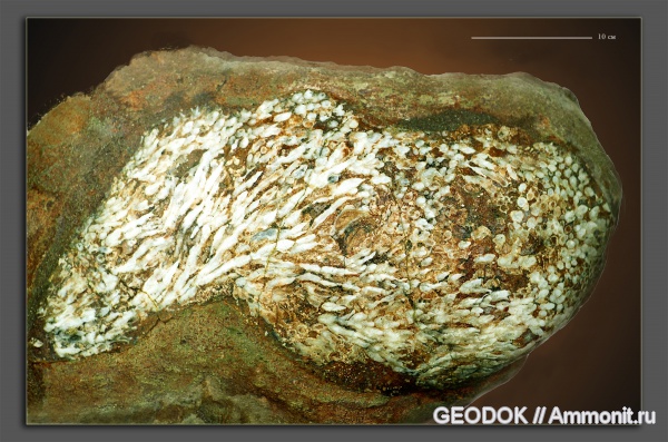 юра, серпулы, Serpulidae, Filograna, Jurassic