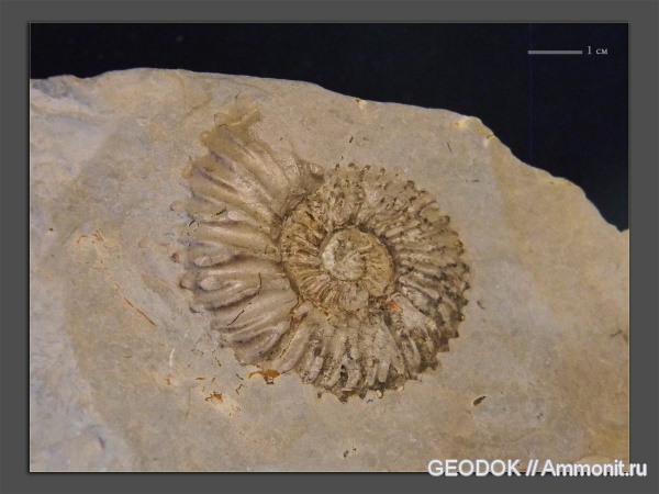 мел, берриас, Ammonoidea, Neocosmoceras, аммоноидеи, Berriasellidae, Kilianella, Neocosmoceras euthymi, Berriasian, Cretaceous