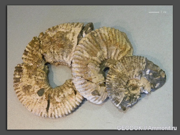 мел, апт, Ammonoidea, Acanthohoplites, аммоноидеи, Parahoplitidae, Aptian, Cretaceous