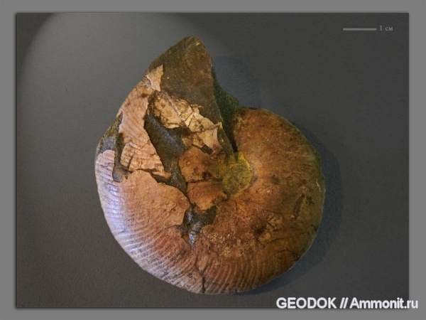 аммониты, мел, апт, Euphylloceras, Ammonites, Phylloceratidae, Aptian, Cretaceous