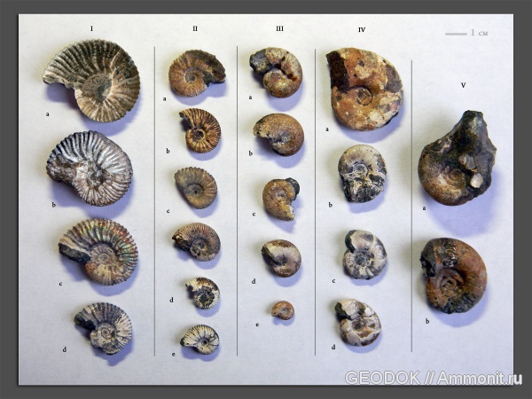 мел, апт, Acanthohoplites, Phylloceratidae, Phyllopachyceras, Melchiorites, Pictetia, Lytoceratidae, Parahoplitidae, Desmoceratidae, Aptian, Cretaceous