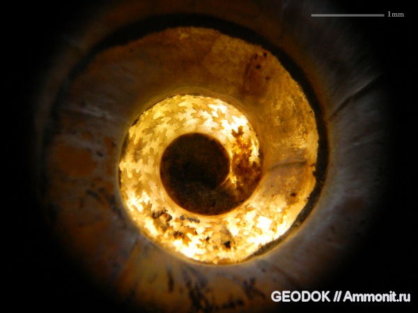 аммониты, мел, апт, Ammonites, протоконх, аммонителла, Pictetia, Lytoceratidae, lytoceratinae, Aptian, Cretaceous