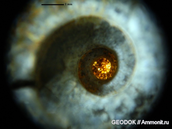 аммониты, мел, апт, Ammonoidea, Ammonites, протоконх, Pseudohaploceras, аммонителла, Desmoceratidae, Aptian, Cretaceous