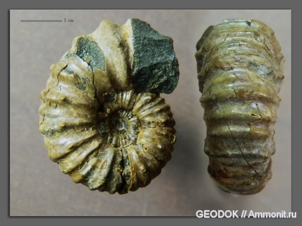 мел, апт, протоконх, Acanthohoplites, Parahoplitidae, Aptian, Cretaceous