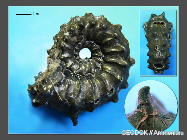 юра, Михайлов, Kosmoceras, келловей, Kosmoceratidae, Kosmoceras pollux, Callovian, Jurassic, Middle Jurassic