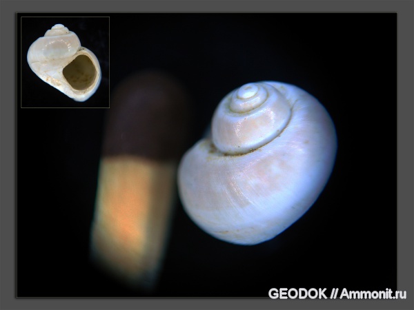 гастроподы, миоцен, Trochidae, Trochus