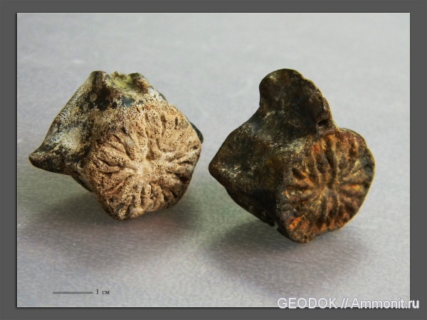 неоген, миоцен, китообразные, дельфины, сармат