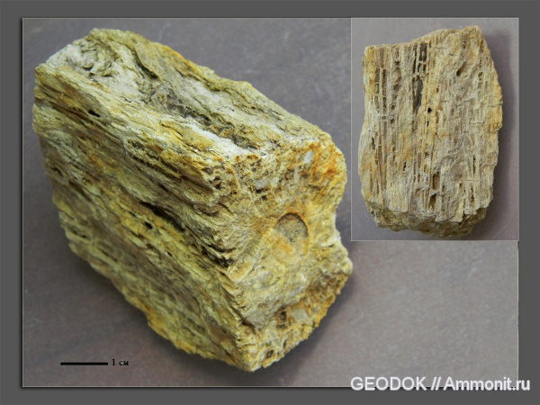 юра, растения, титон, высшие растения, ископаемая древесина, Tithonian, Jurassic