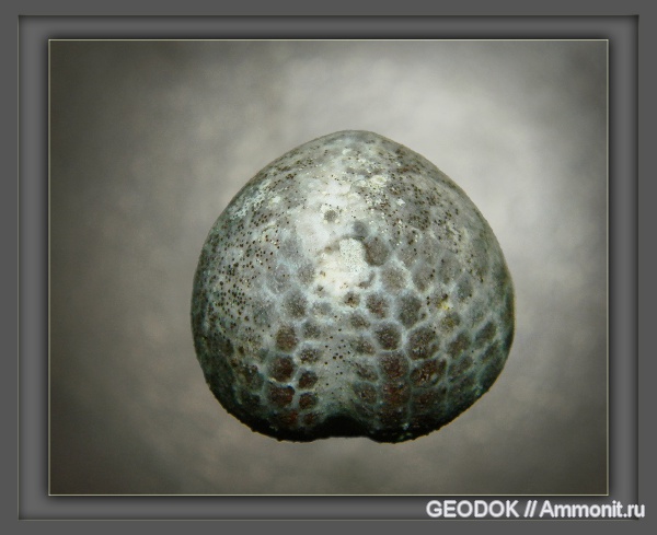 морские ежи, иглокожие, мел, кампан, Campanian, Cretaceous