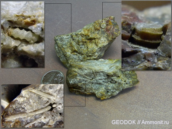 морские лилии, иглокожие, титон, Tithonian