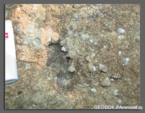 гастроподы, неоген, миоцен