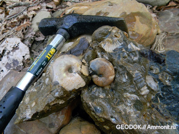 мел, апт, Ammonoidea, Eogaudryceras, Acanthohoplites, аммоноидеи, Melchiorites, Aptian, Cretaceous